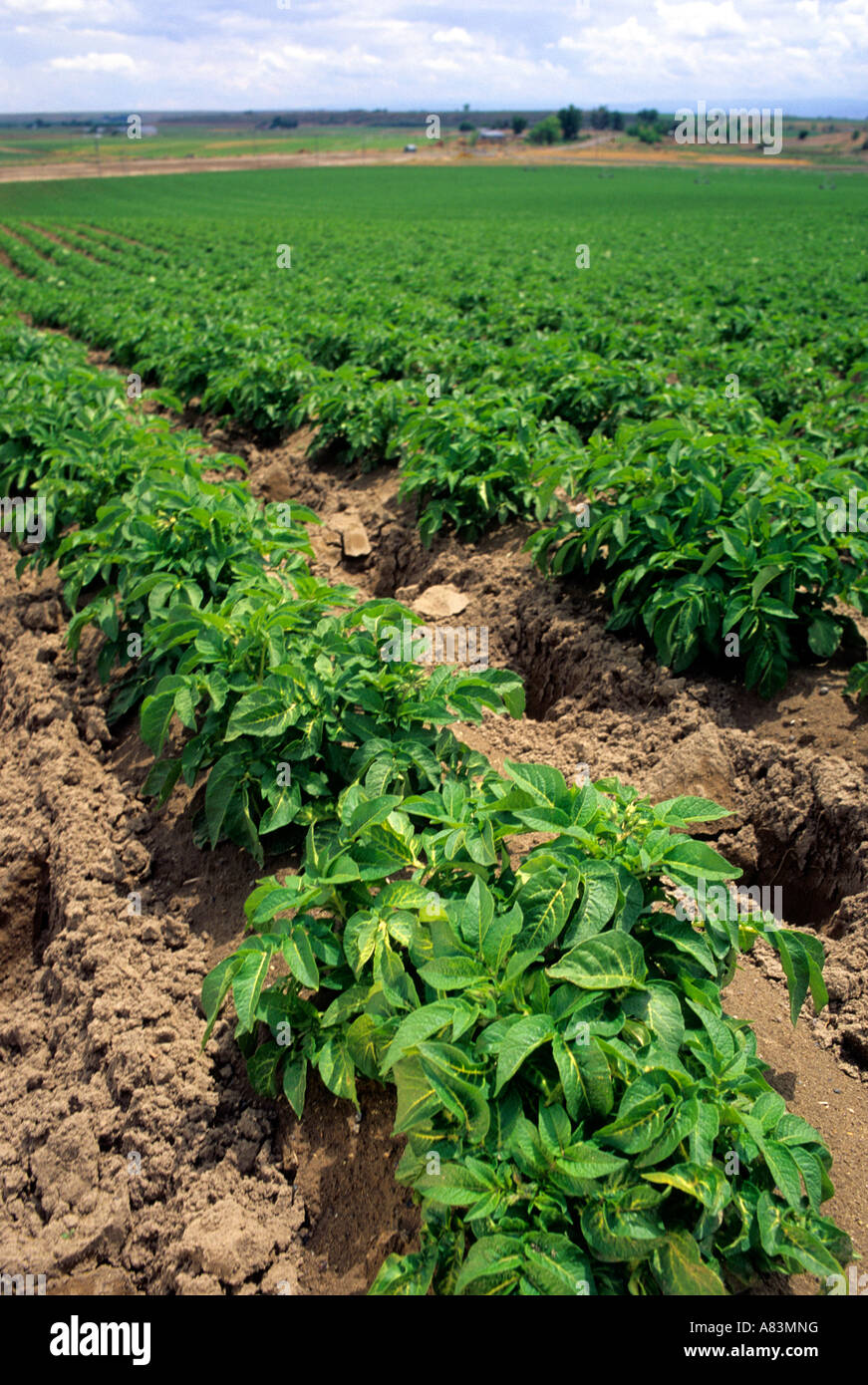 Potato crop hires stock photography and images Alamy