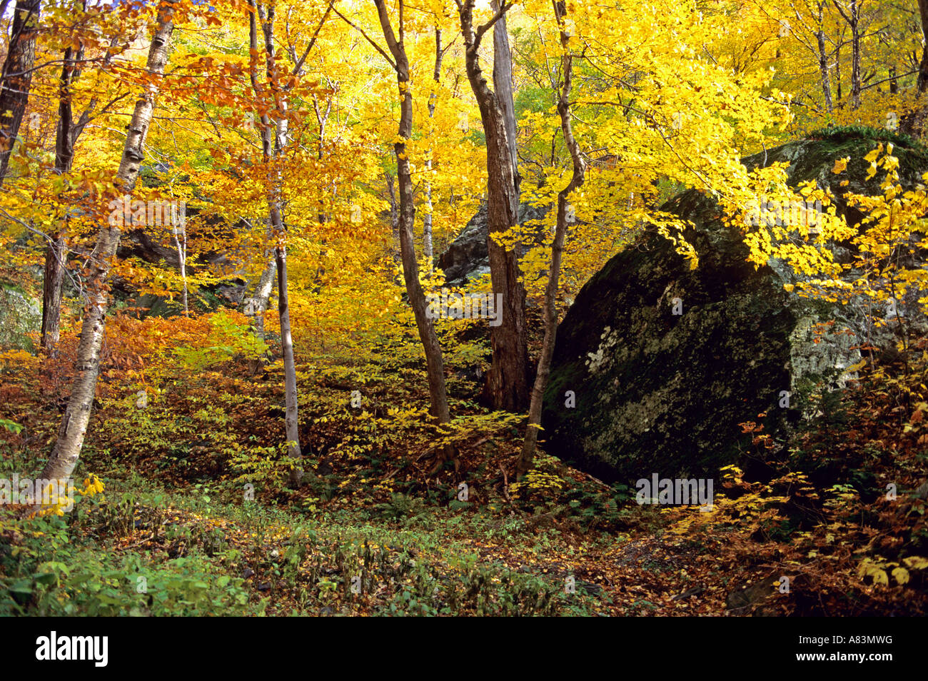 Trees with autumn leaves in Woodstock Vermont Stock Photo
