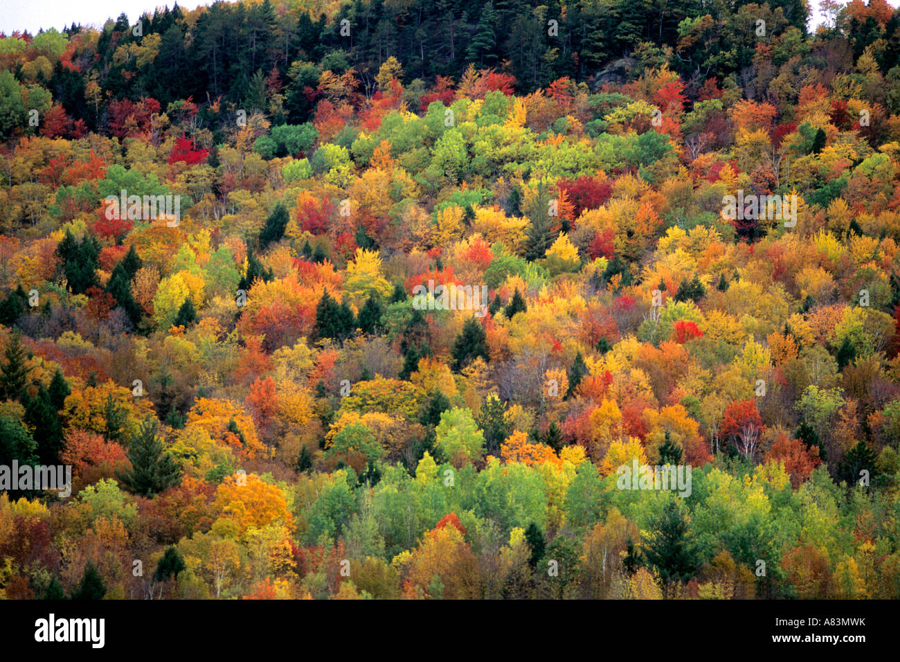 Colorful fall foliage in Vermont Stock Photo