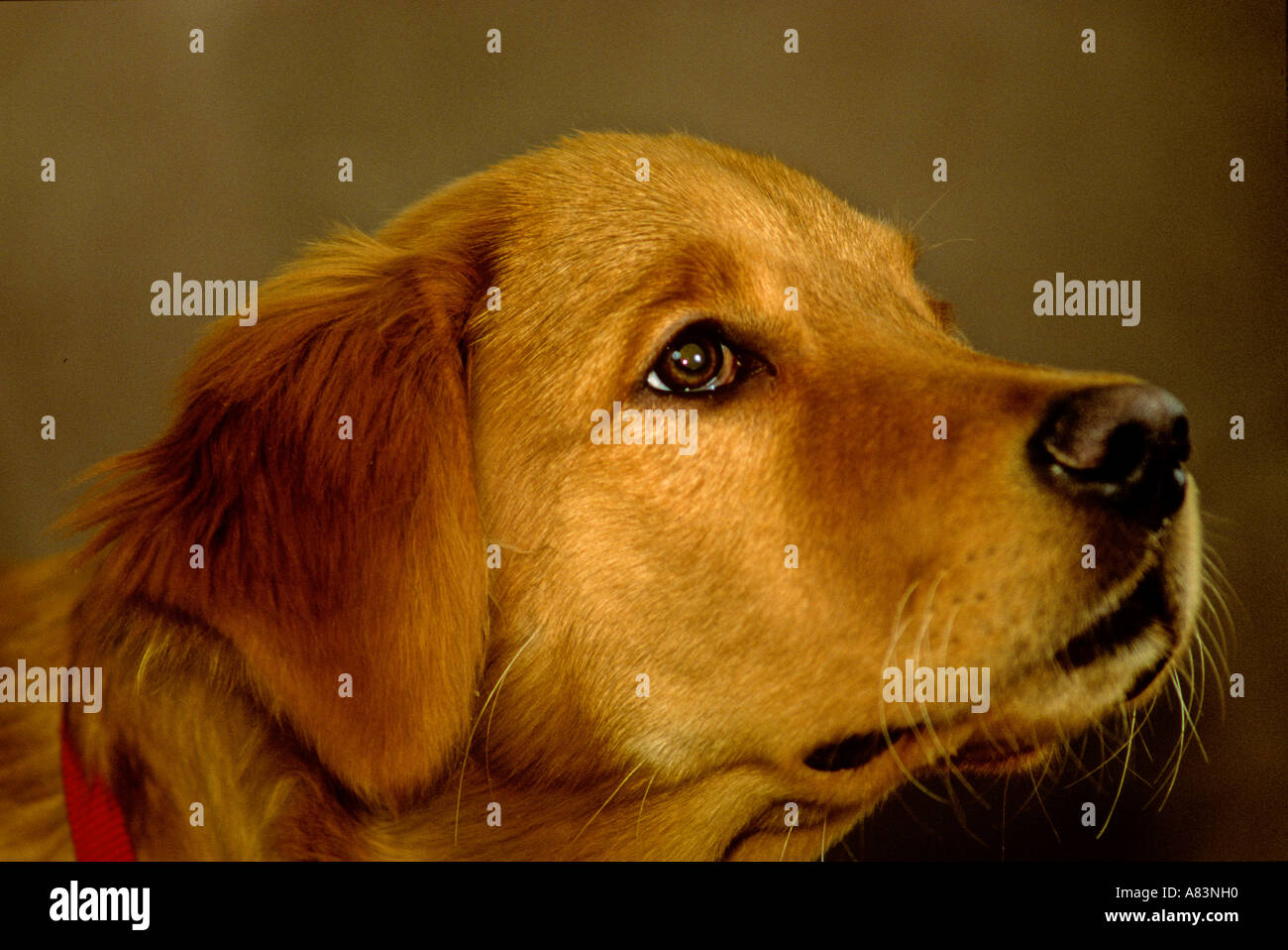 Golden Lab dog Stock Photo Alamy