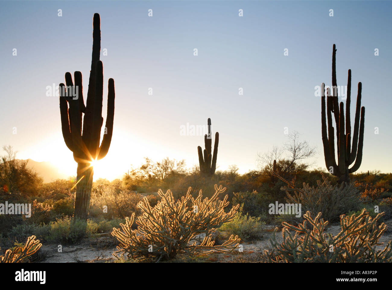 Saguaro Cactus in McDowell Mountain Regional Park near Fountain Hills east of Phoenix Arizona Stock Photo