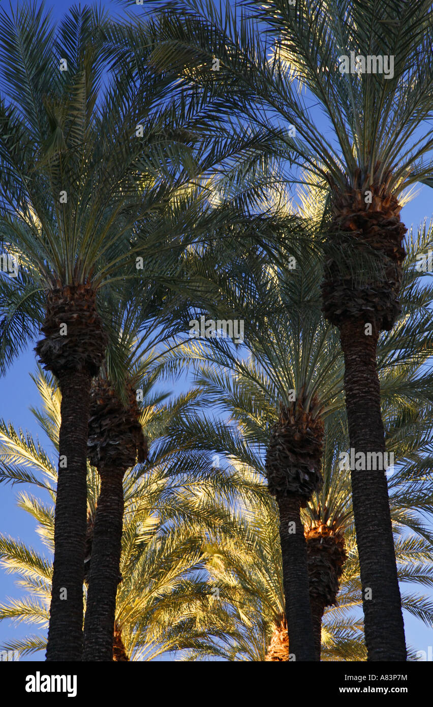 Rows of Palm Trees Phoenix Arizona Stock Photo Alamy