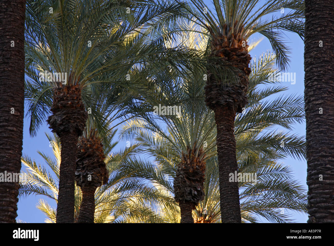 Rows of Palm Trees Phoenix Arizona Stock Photo Alamy