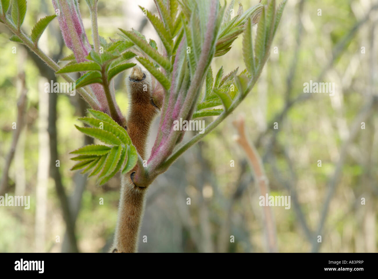 Sumac In Spring Hairy sumac hi-res stock photography and images - Alamy