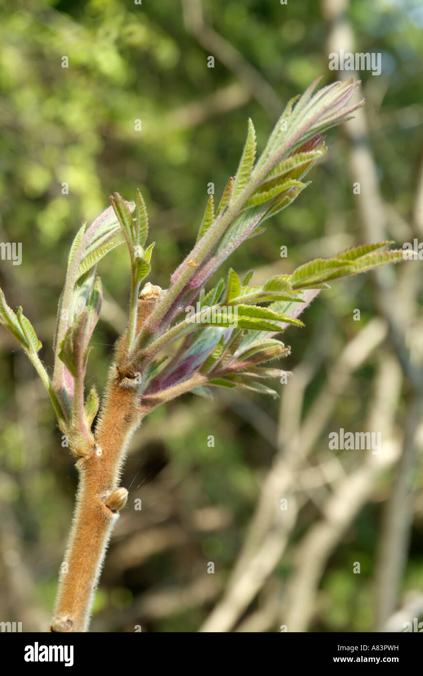 Sumac In Spring Hairy sumac hi-res stock photography and images - Alamy