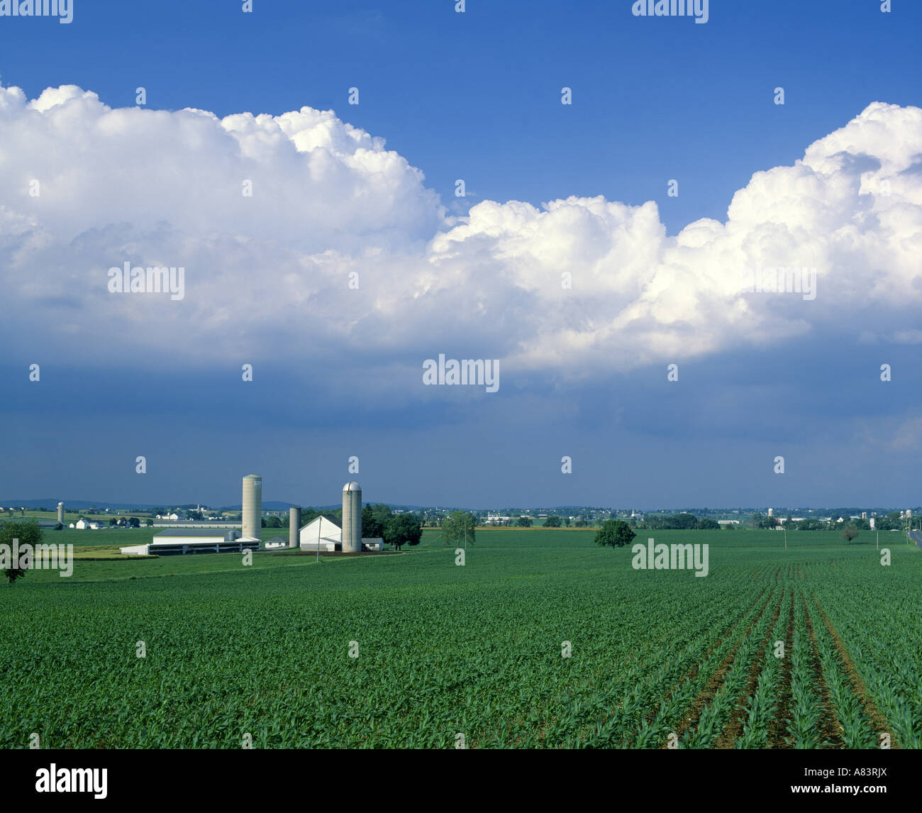 THUNDERHEADS OVER DAIRY FARM WITH 24 CORN PENNSYLVANIA Stock Photo - Alamy