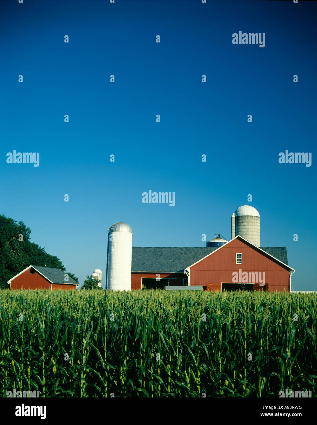 DAIRY FARM WITH CORN IN LANCASTER COUNTY PENNSYLVANIA Stock Photo - Alamy