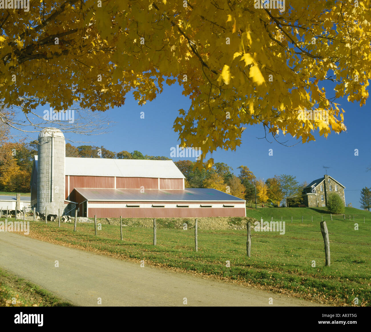 DAIRY FARM IN FALL FOLIAGE VERMONT Stock Photo - Alamy