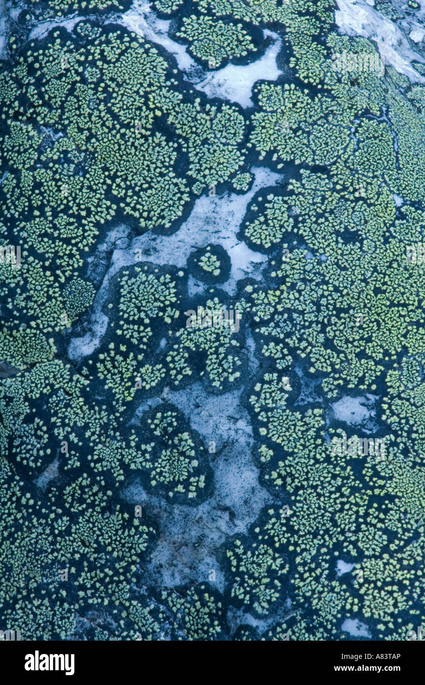 Lichen growing on stone Cradle Mountain National Park Tasmania Australia Stock Photo