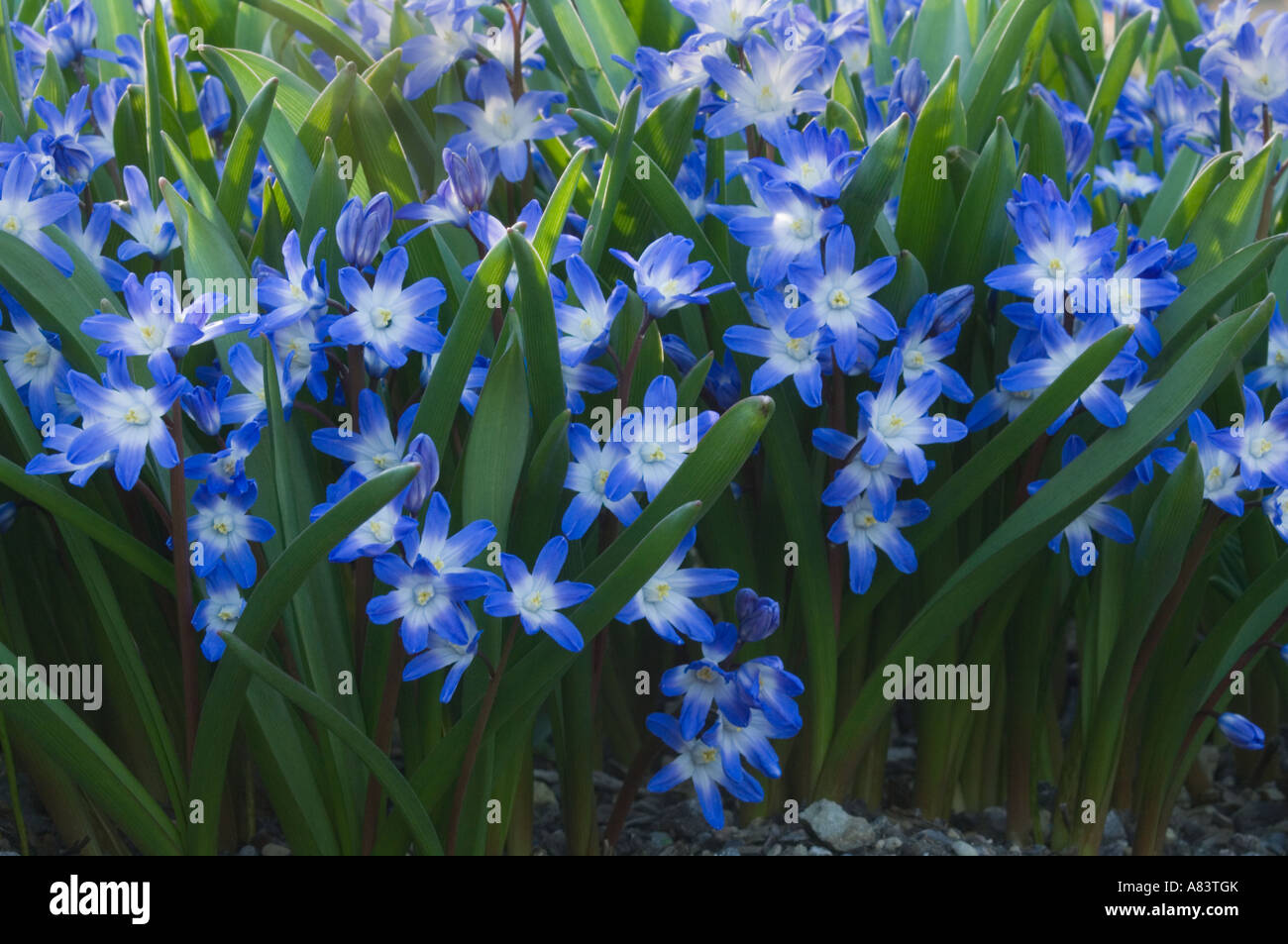 Glory of the snow (Chionodoxa forbesii cultivar Blue Giant) North ...