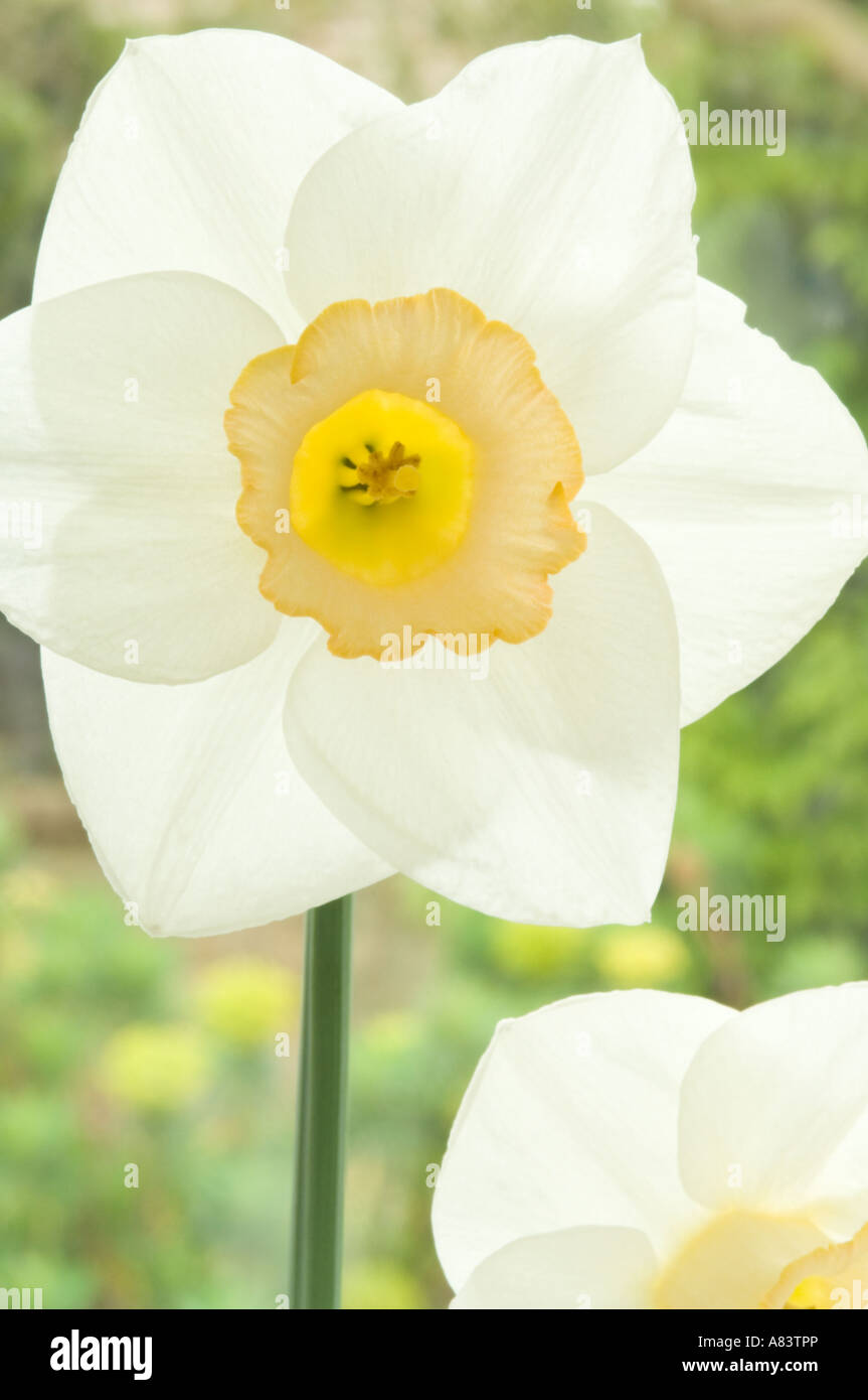 Narcissus Salome division 2 daffodil flowering April West Yorkshire Garden UK Stock Photo