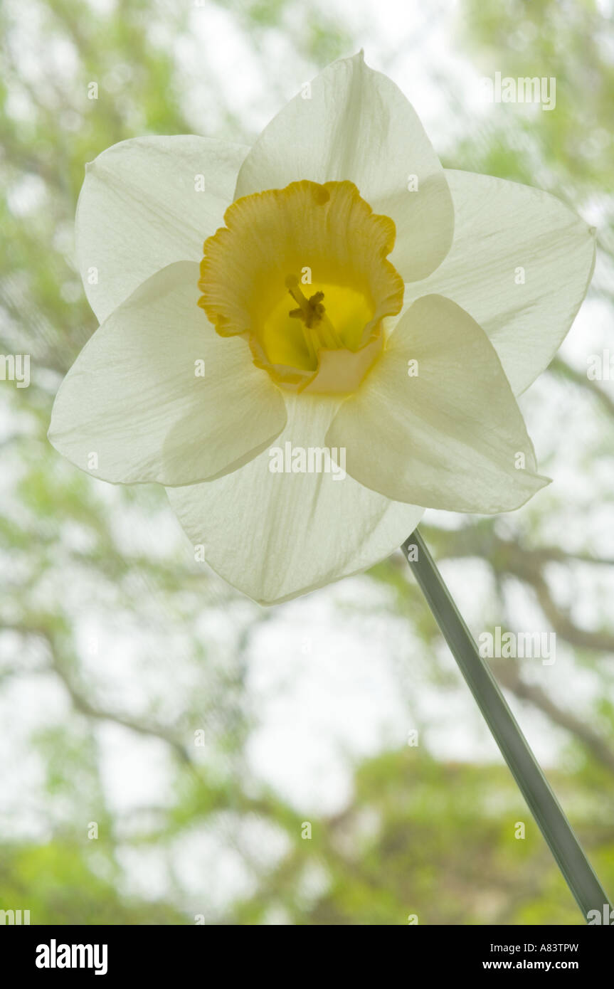 Narcissus Salome Award of Garden Merit division 2 large-cupped daffodil bicoloured flower April West Yorkshire Garden UK Europe Stock Photo