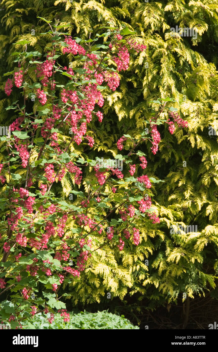 Ornamental Currant (Ribes sanguineum) flowering in West Yorkshire England UK, April Stock Photo