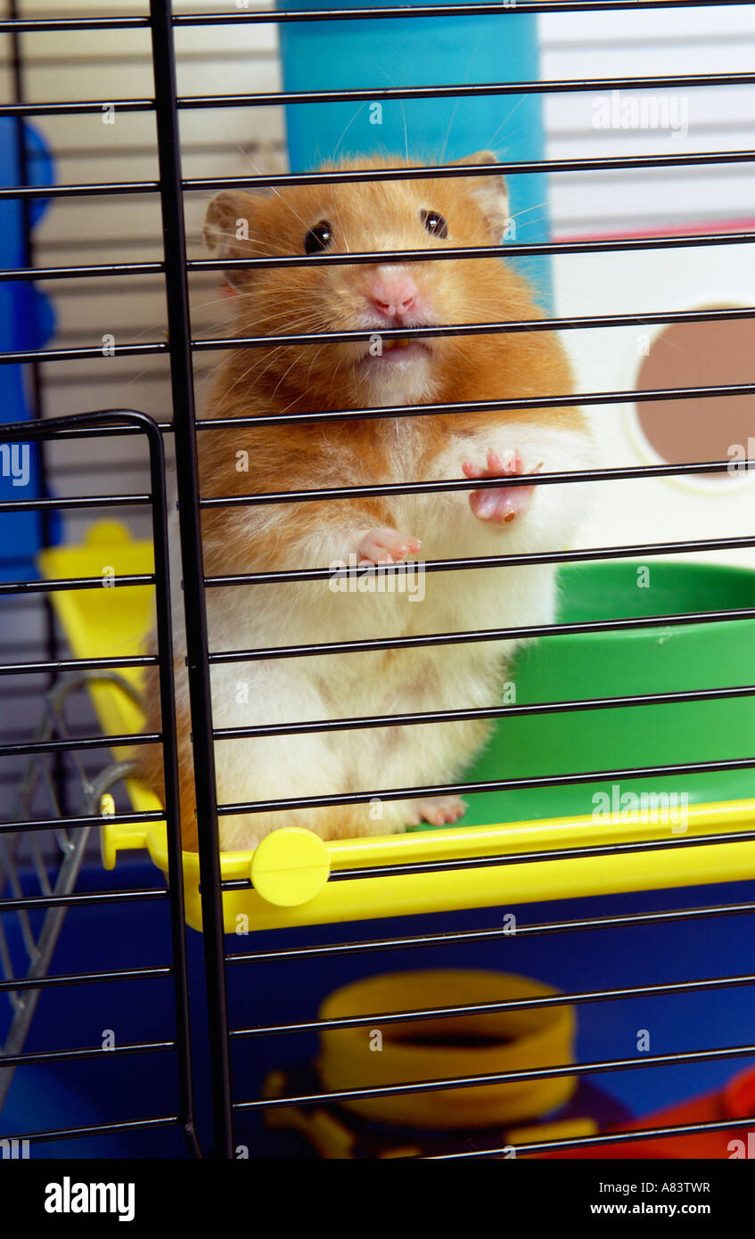 Sandy coloured hamster in cage Stock Photo - Alamy
