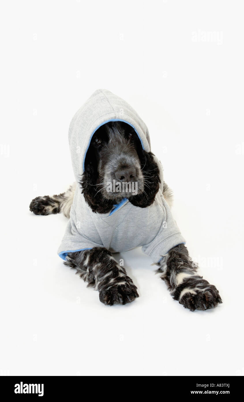 Cocker spaniel dog wearing fashion dog coat hoodie Stock Photo Alamy