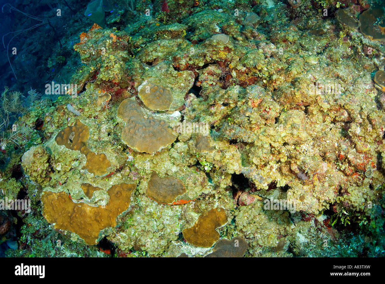 Dying hardcorals in Fore Reef Middle Caye due from El Nino effect and pathogens, Belize. Stock Photo