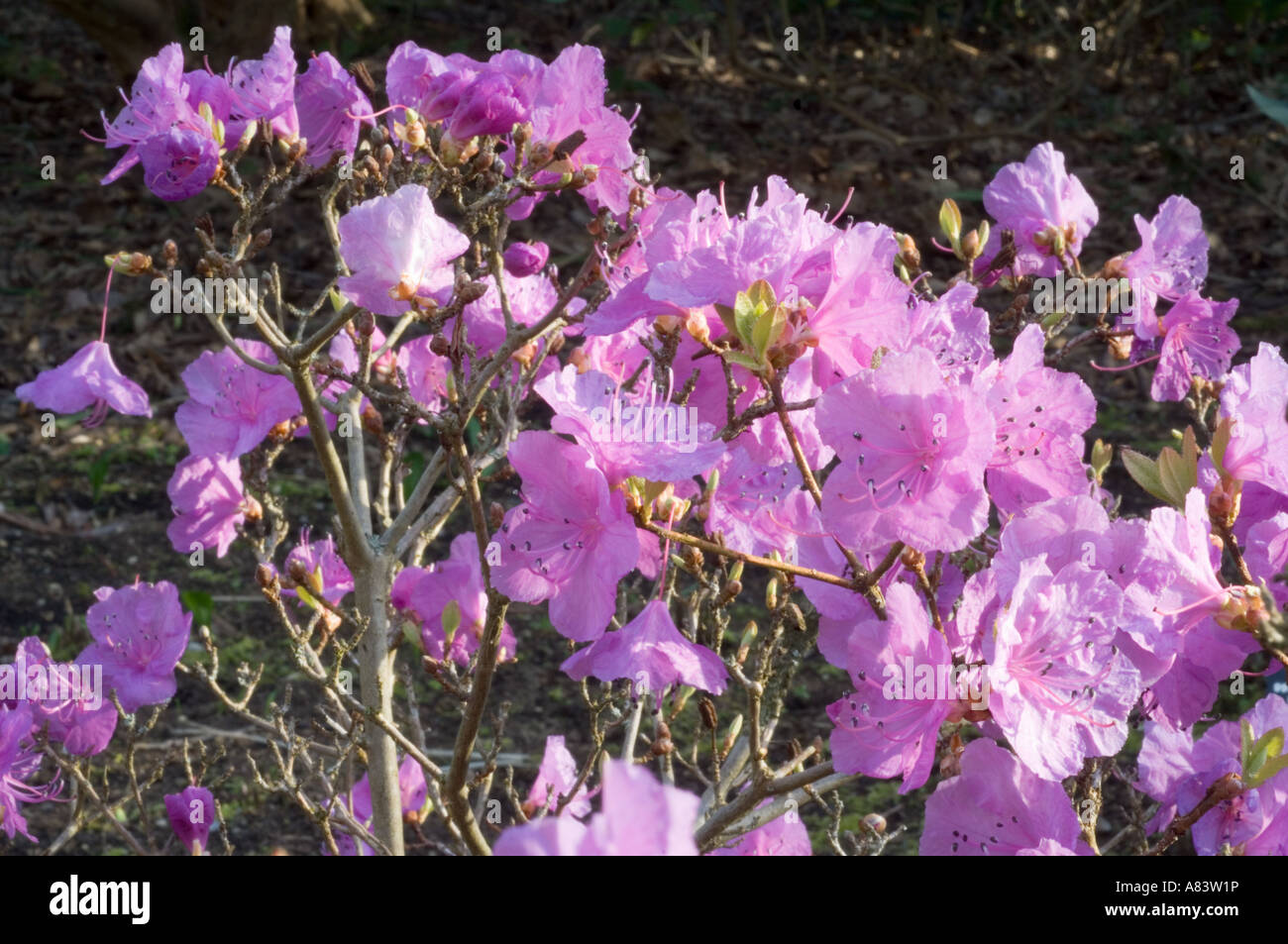 Rhododendron mucronulatum in flower April North Yorkshire UK Europe Stock Photo