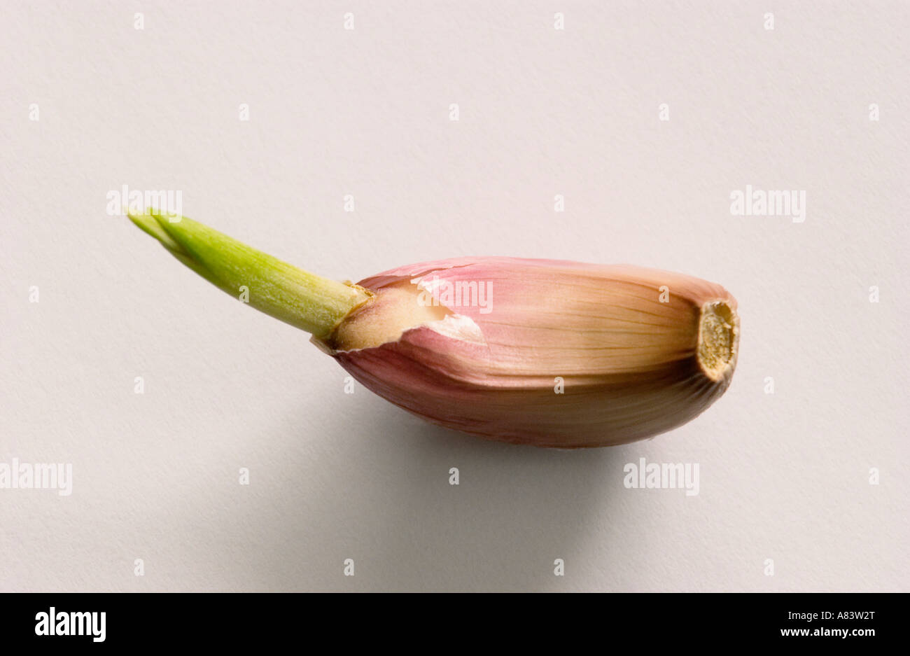 Sprouting garlic clove on white background Stock Photo