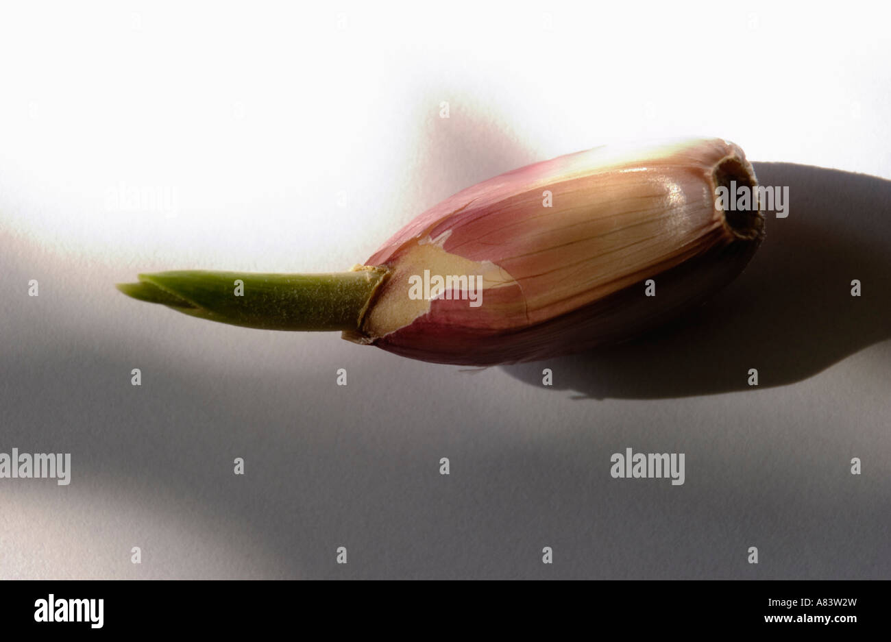 Sprouting garlic clove on white background Stock Photo Alamy