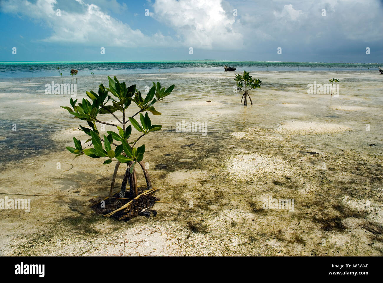 Mangrove trees and seedlings on a reef shallow, Middle Caye, Belize. Stock Photo