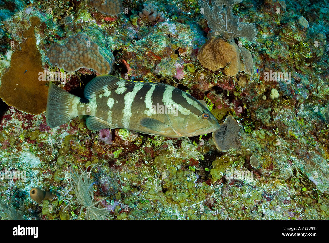 Nassau Grouper School Hi res Stock Photography And Images Alamy nassau-grouper-school-hi-res-stock-photography-and-images-alamy