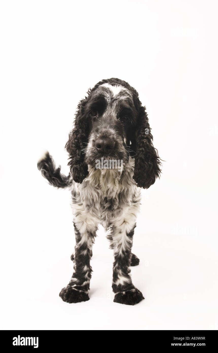 Why Is My Dogs Tail Turning White