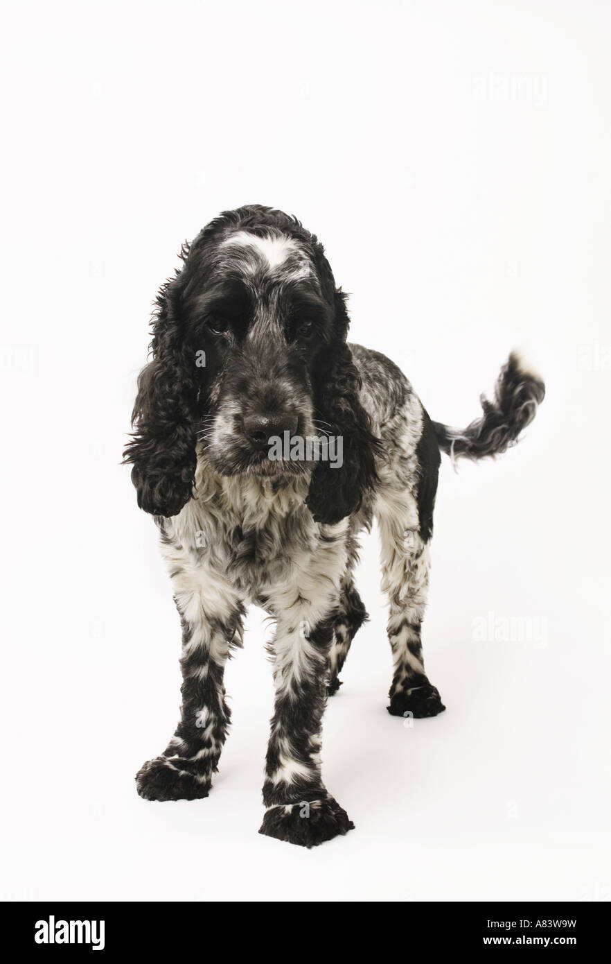 Cocker Spaniel with wagging tail on white background Stock Photo