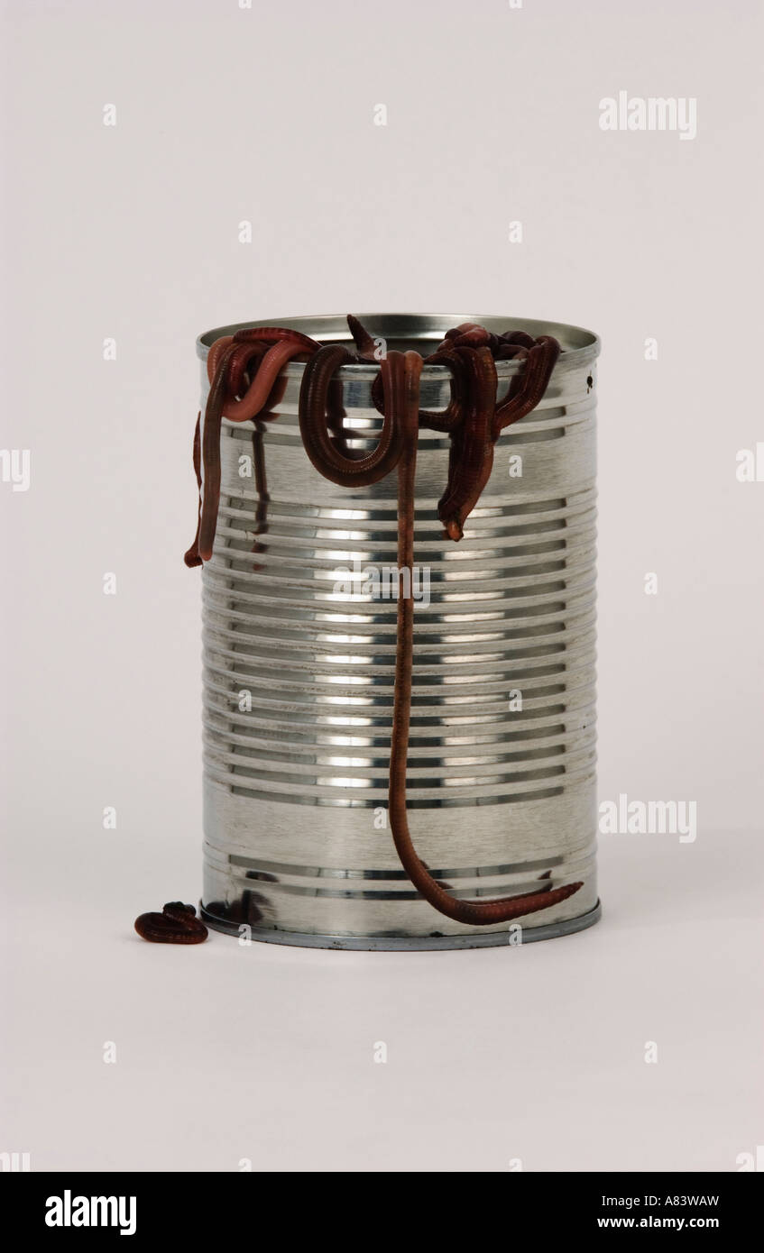 Tin can with garden earth worms on white background Stock Photo