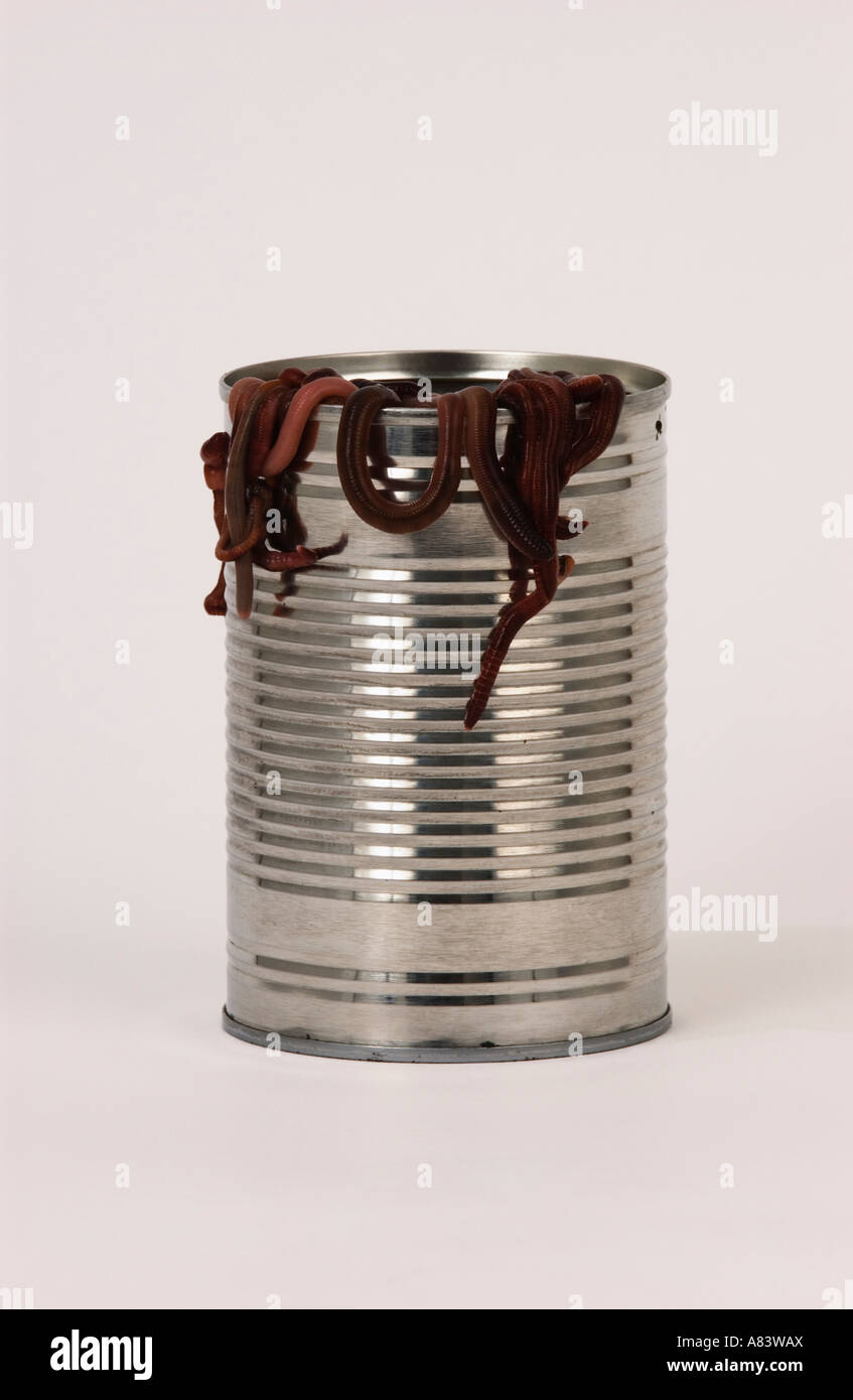 Tin can with garden earth worms on white background Stock Photo
