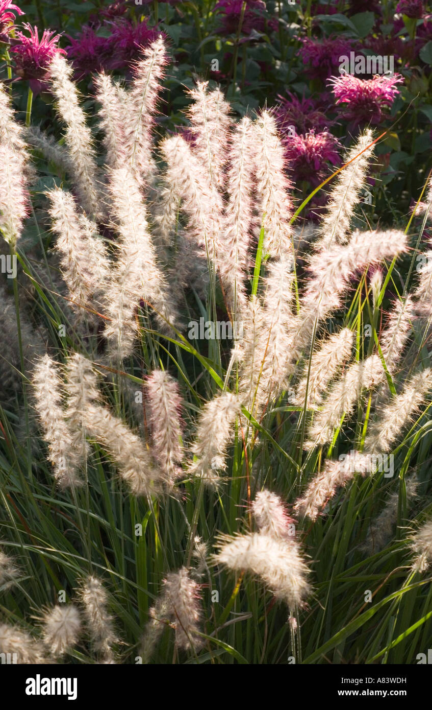 Flowering grass (Pennisetum) garden midsummer Southern England UK Stock ...