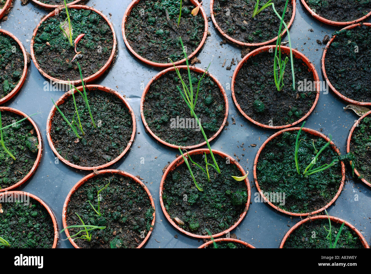 Leek seedlings hires stock photography and images Alamy