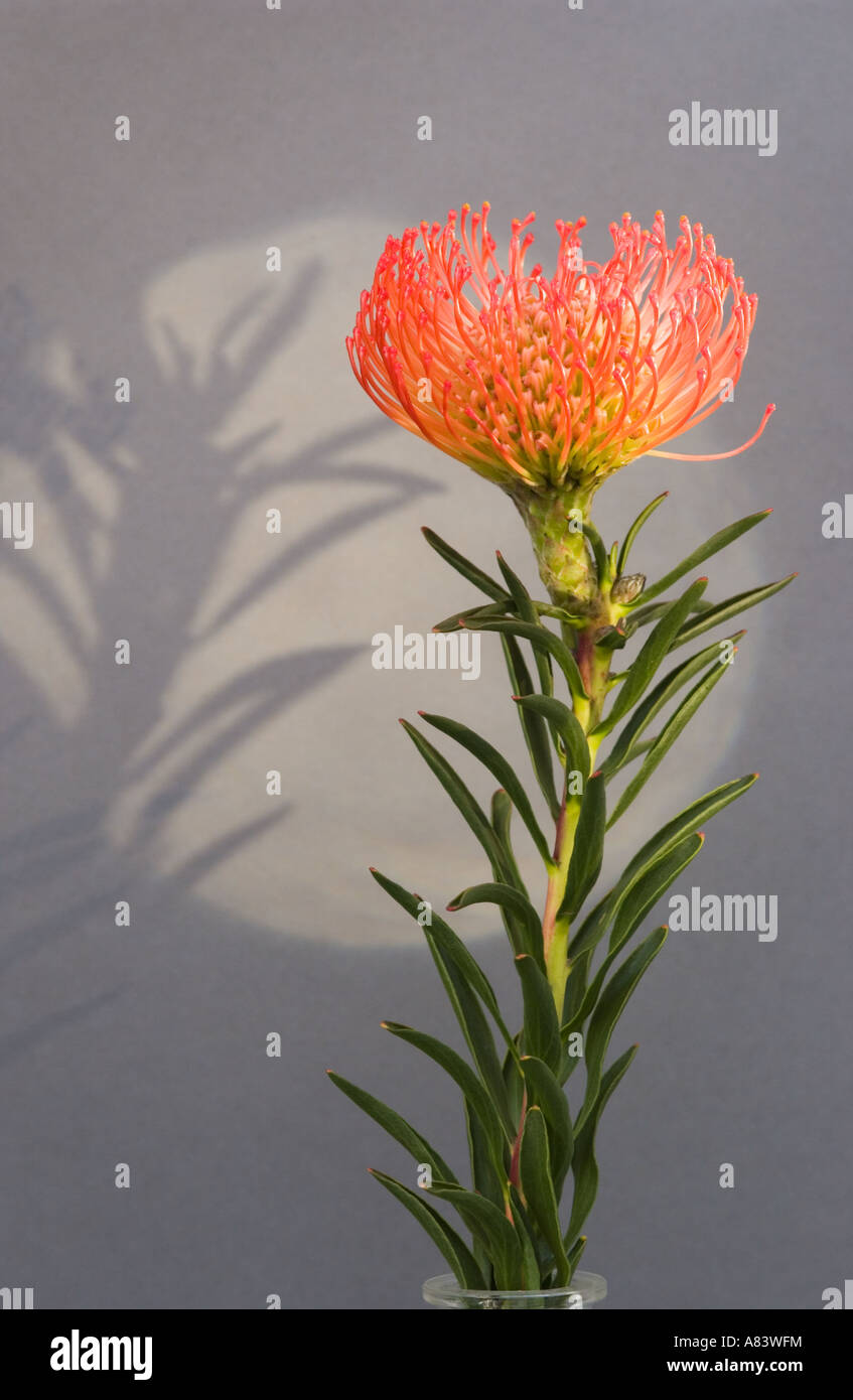 Soapstone Pin-cushion Protea (Leucospermum gerrardii) flower in glass vase, shadow Stock Photo
