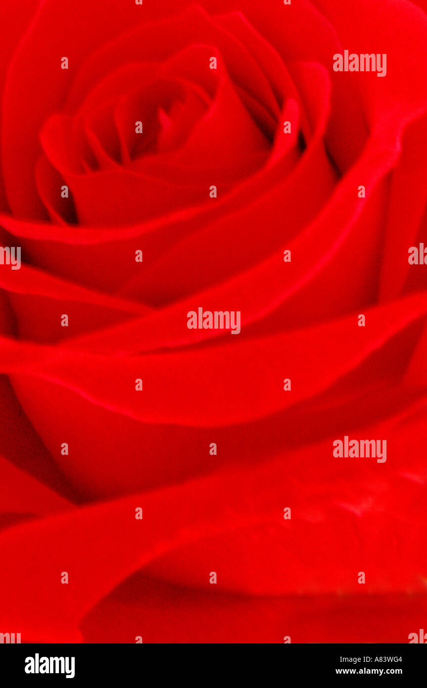 Red Rose petals close up Stock Photo