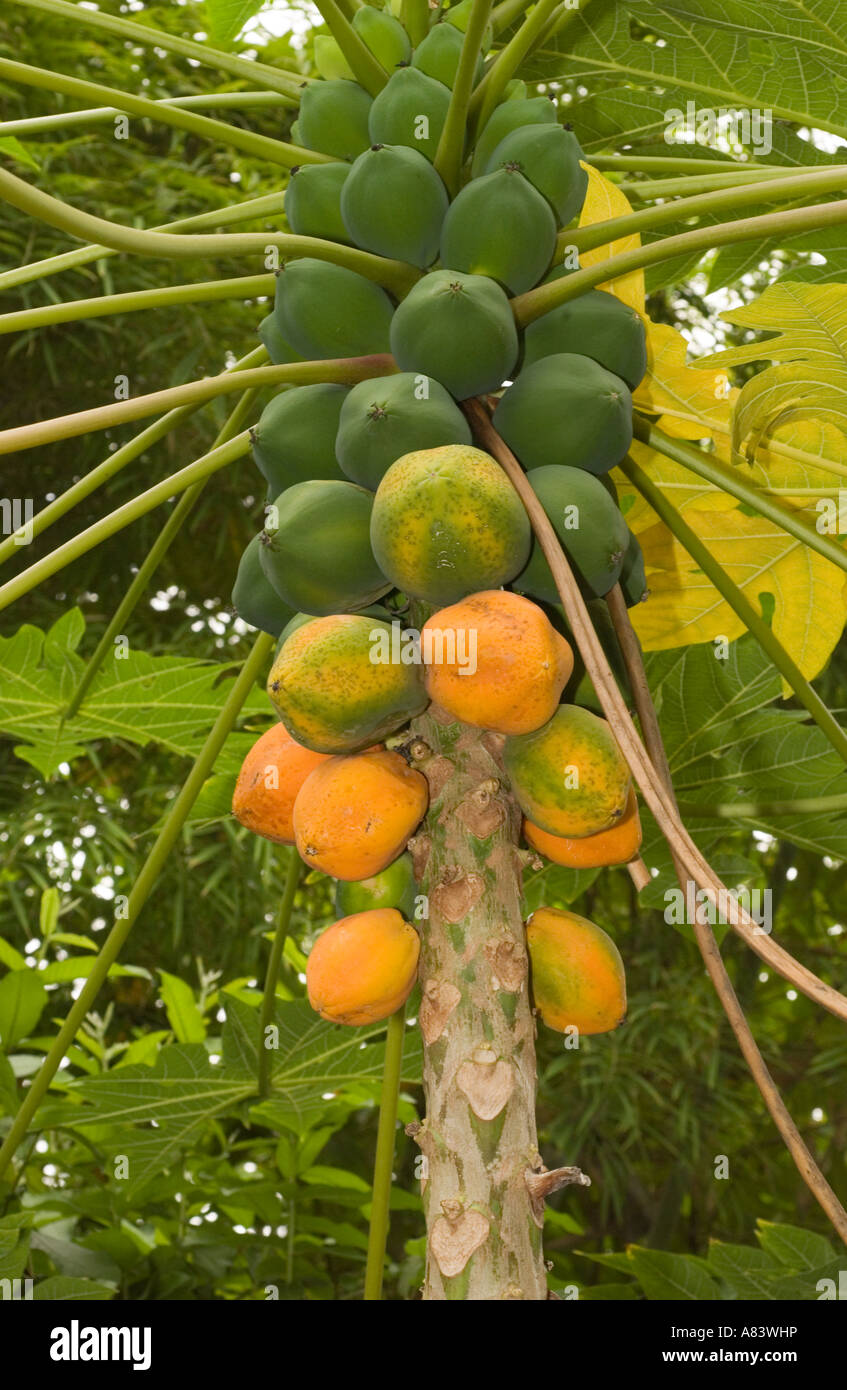 Papaya tree (Carica papaya) with ripening fruit which grow directly from the trunk Eden Project Cornwall UK Europe Stock Photo