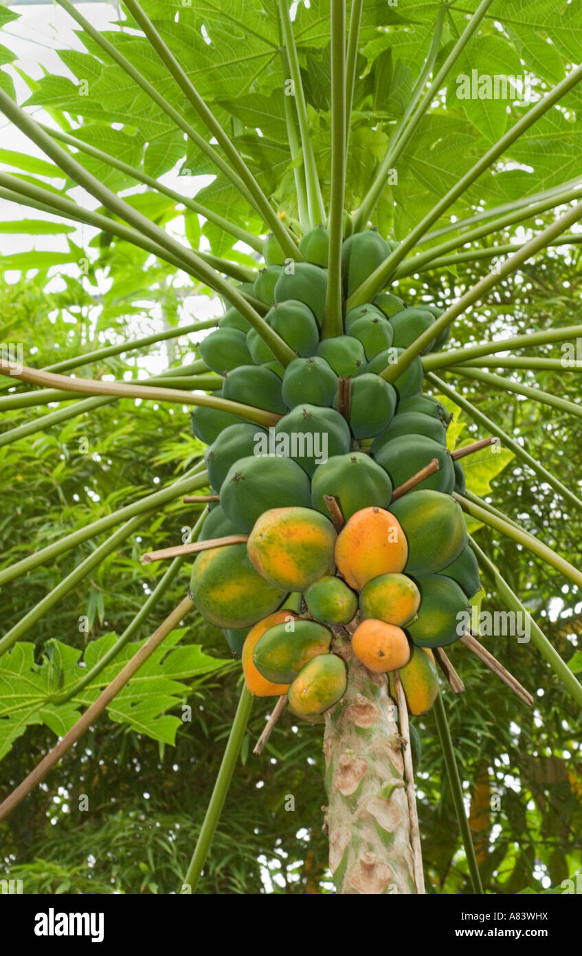 Papaya (Carica papaya) ripening fruit, trunk and leaves Eden Project Cornwall England UK Europe Stock Photo