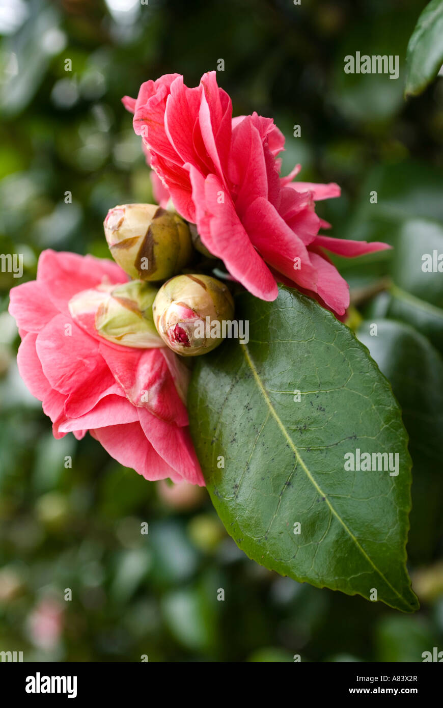 Camellia buds hires stock photography and images Alamy