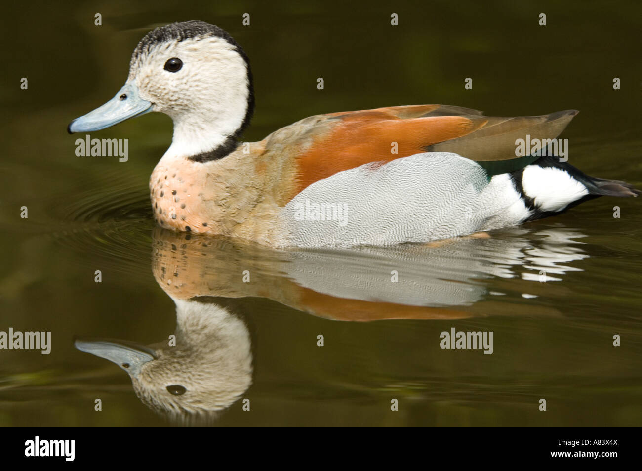 Ringed Teal (callonetta Leucophrys) Adult Drake Martin Mere Wildfowl 