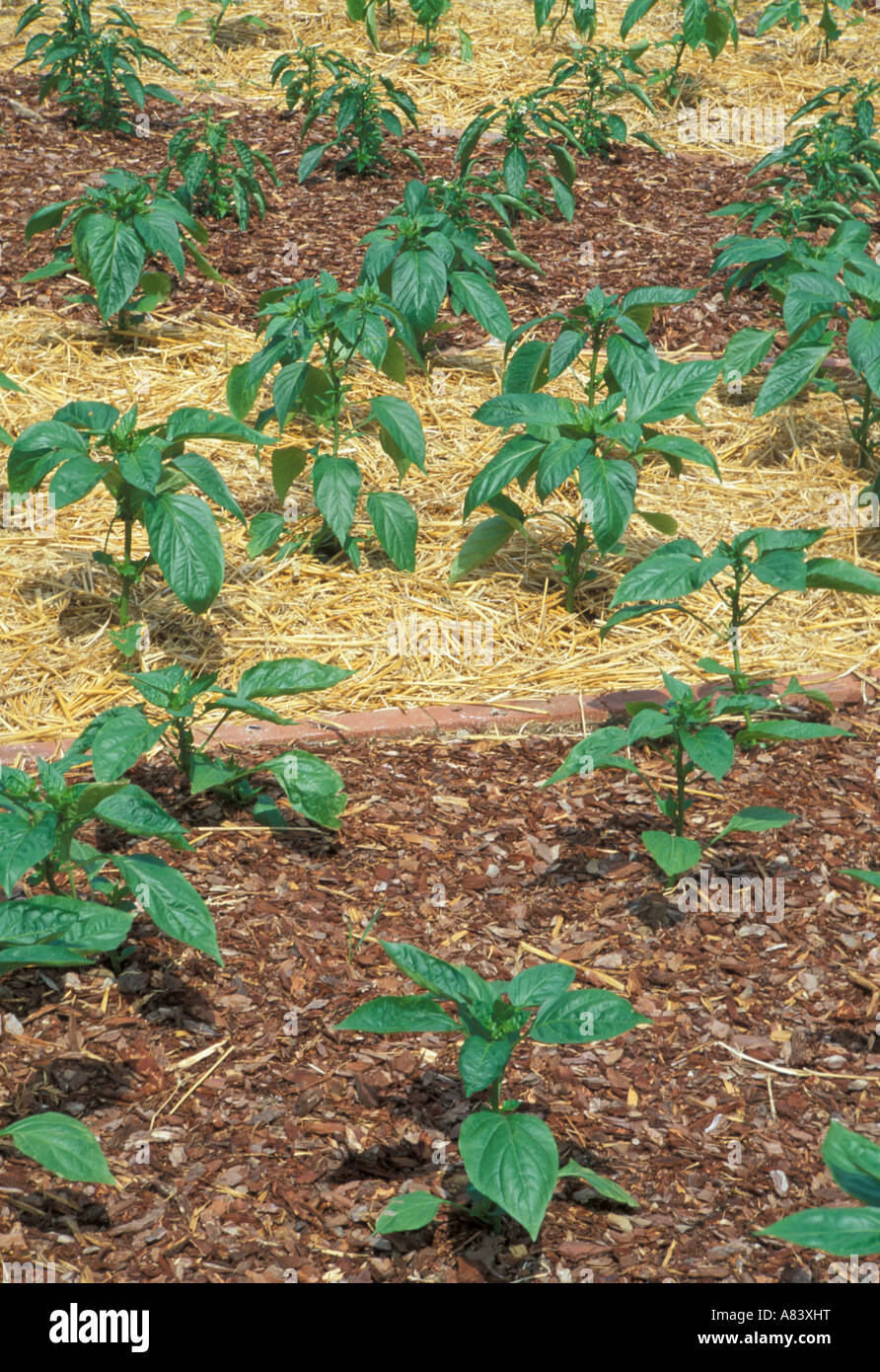 Decorative bark and straw mulches in allotment vegetable garden Stock