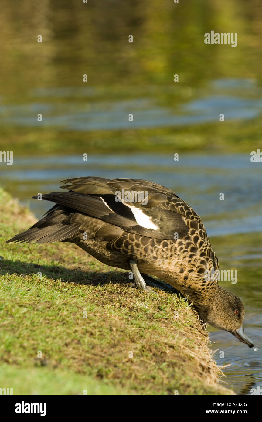 Australian Grey Teal (Anas gracilis) drinking water from the bank of the pond London Wetland Centre WWT UK Stock Photo