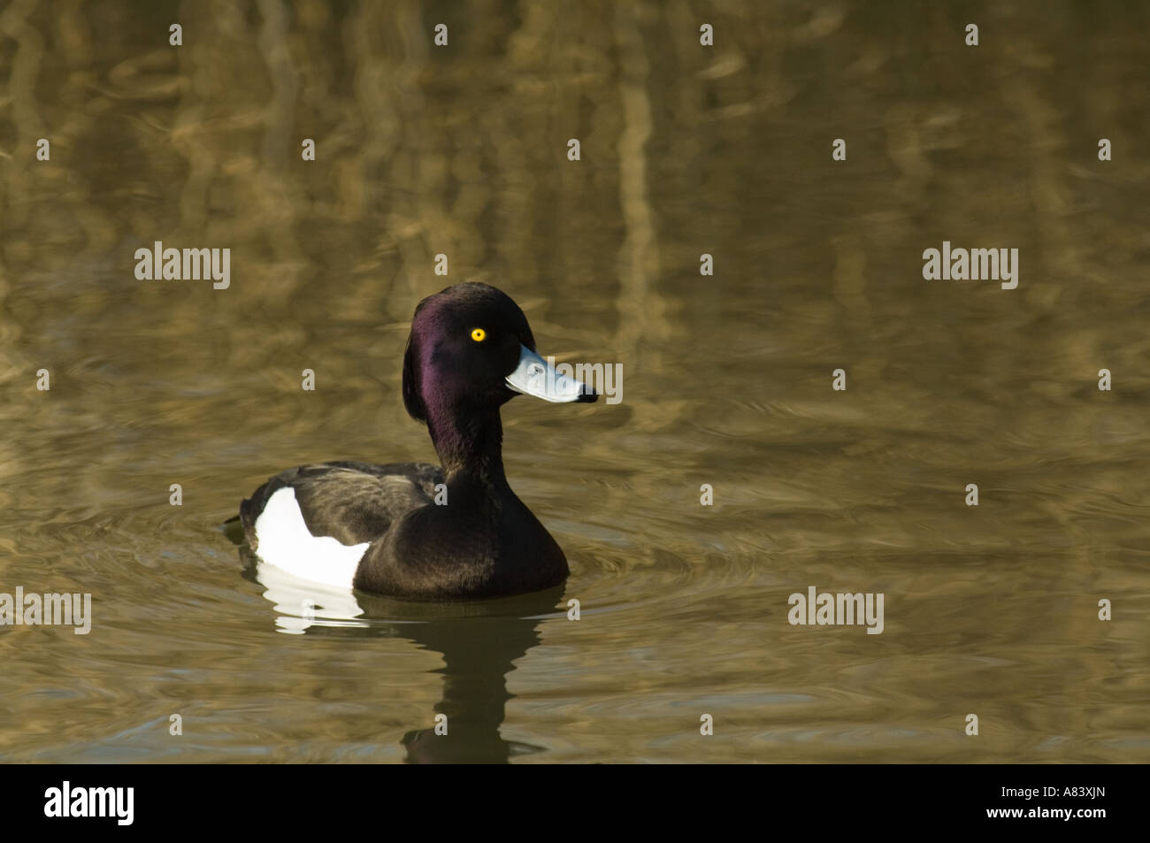 Tufted Duck (Aythya fuligula) adult male in breeding plumage April Martin Mere Wildfowl And Wetlands Trust Burscough Lancashire Stock Photo
