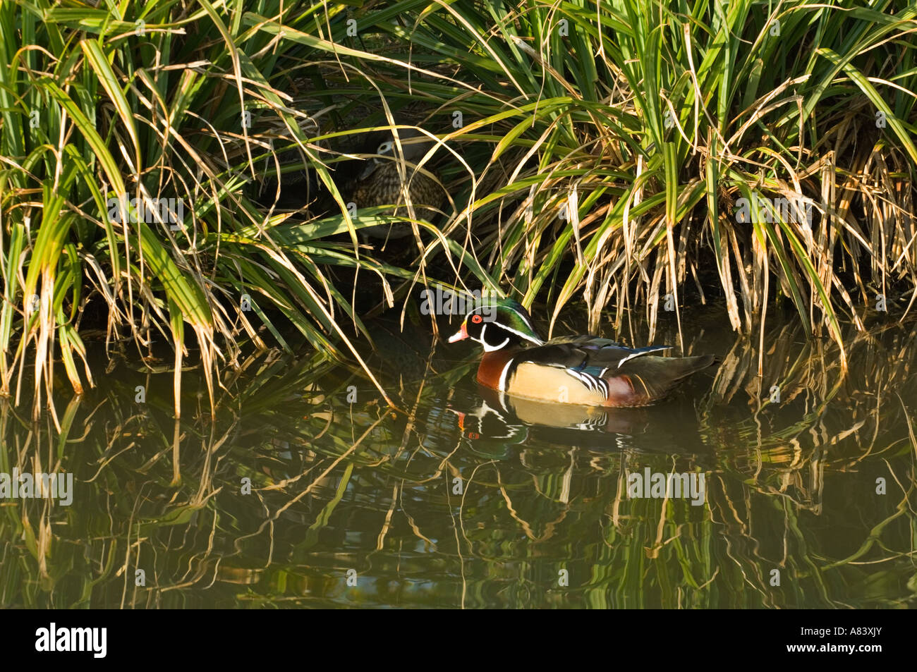 Wood duck nest hires stock photography and images Alamy