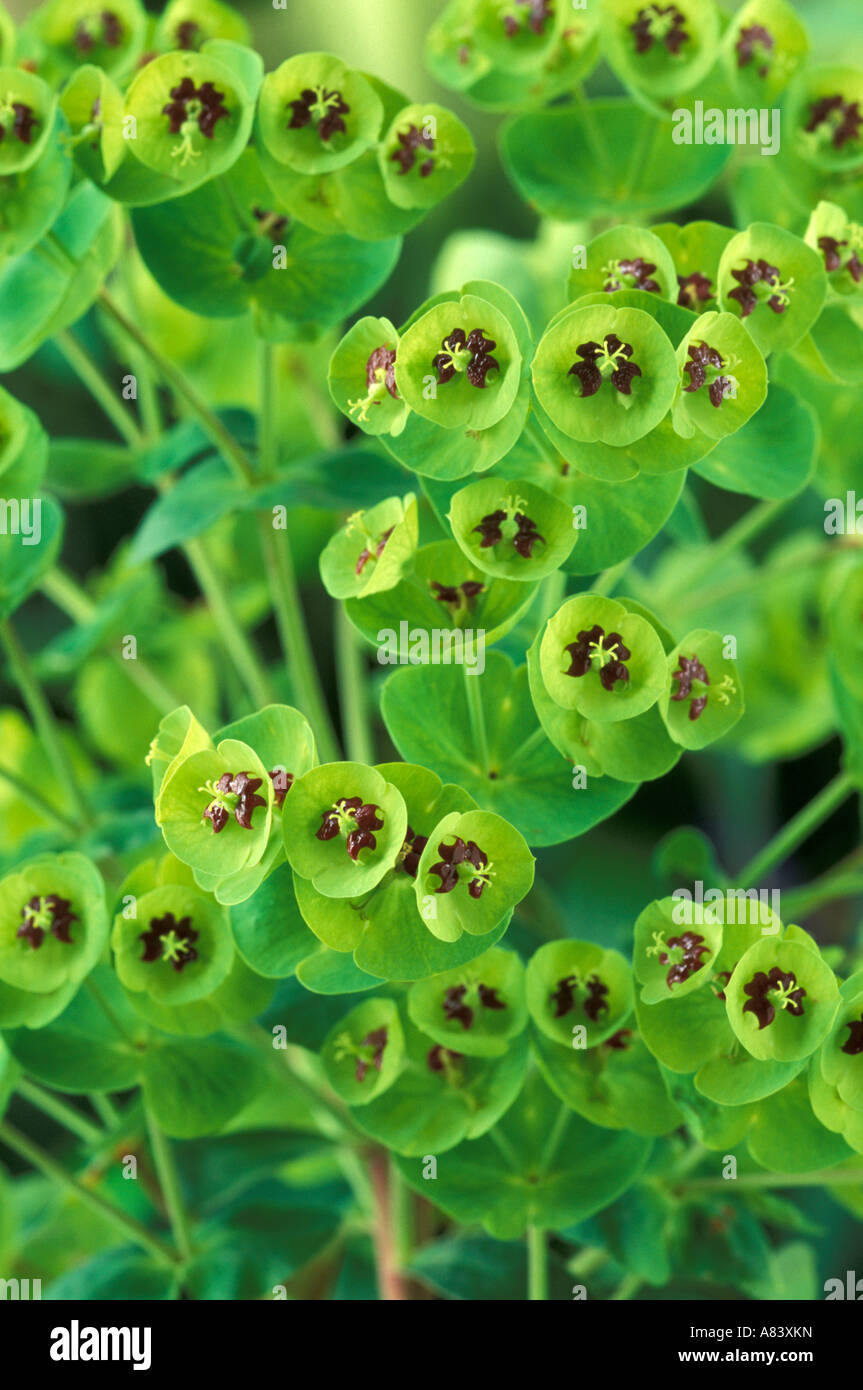 Euphorbia x martinii Stock Photo
