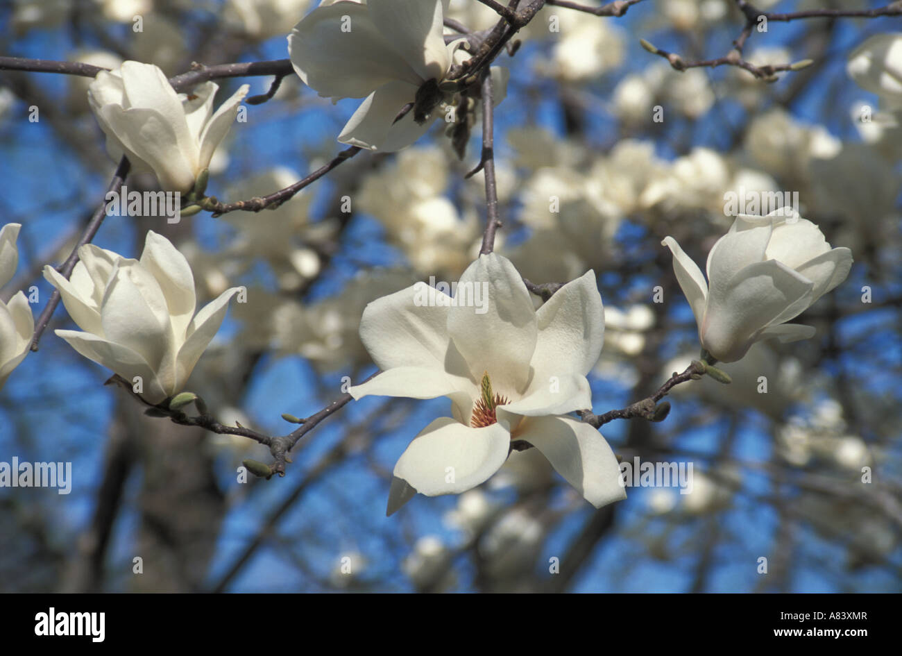 Spring flowering magnolia tree hi-res stock photography and images - Alamy