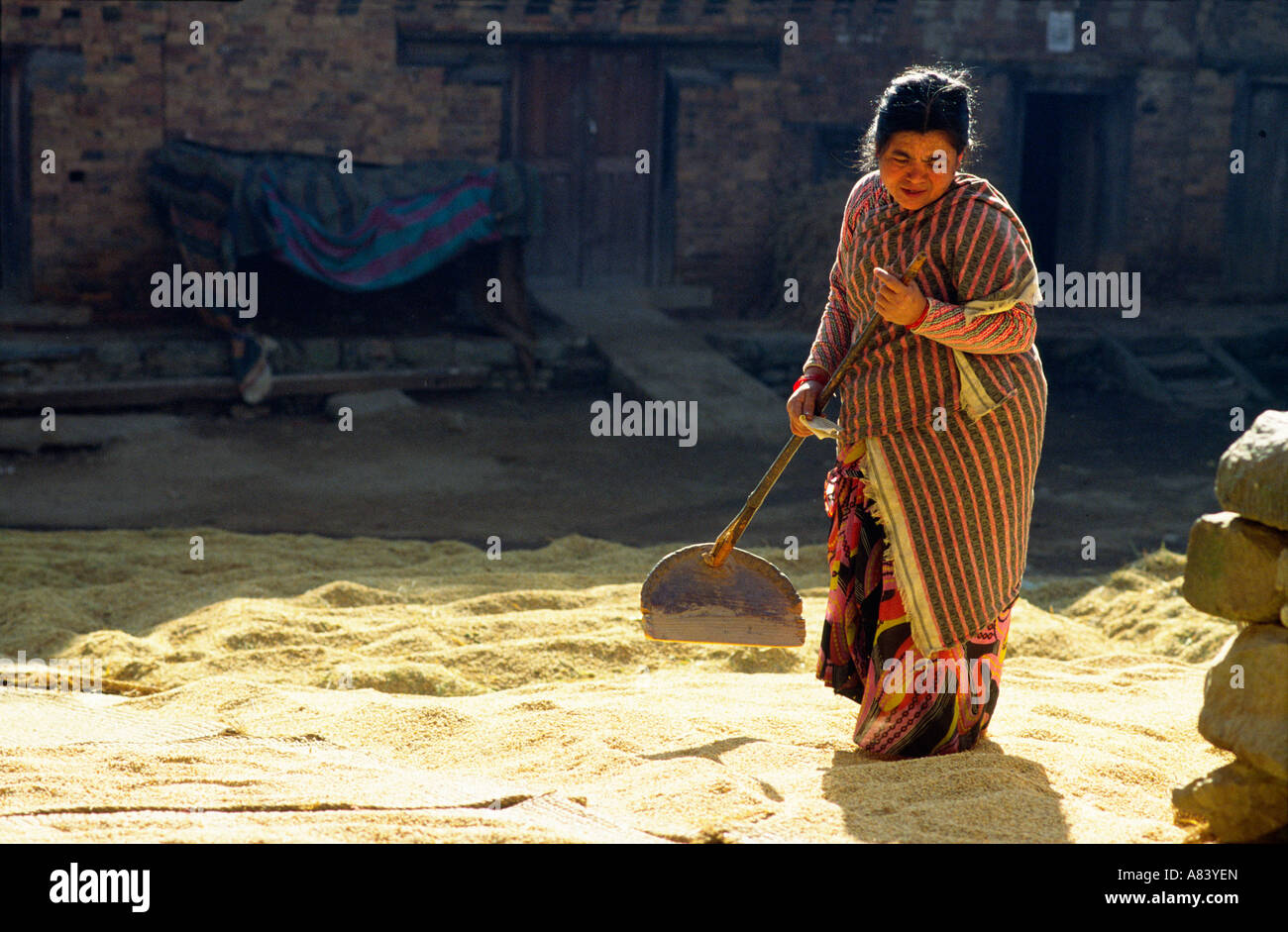 Drying out rice hires stock photography and images Alamy