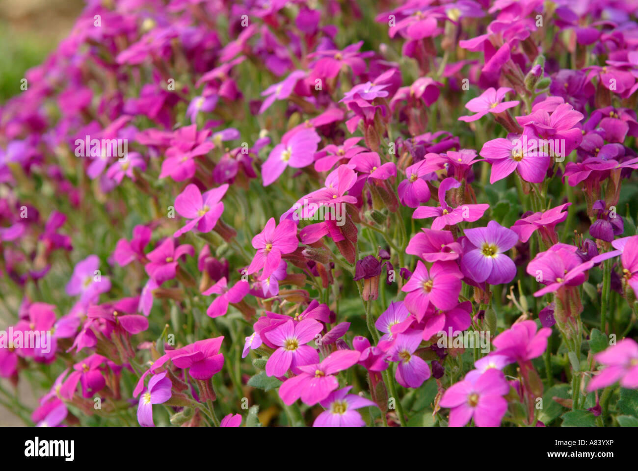 The purple flowers of aubrieta Stock Photo