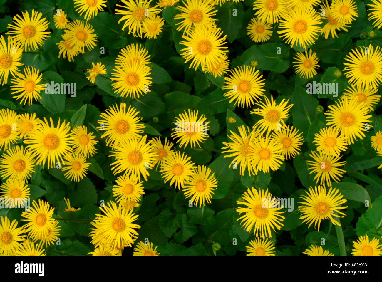 The yellow daisy-like flowers of Inula hookeri Stock Photo