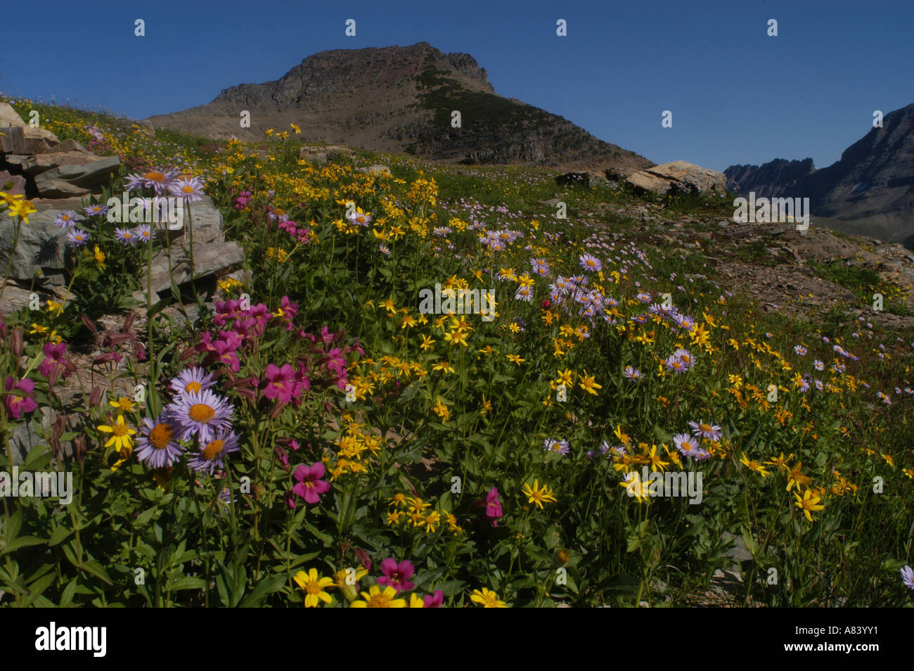 peaks wildflowers glacier national park montana Stock Photo - Alamy