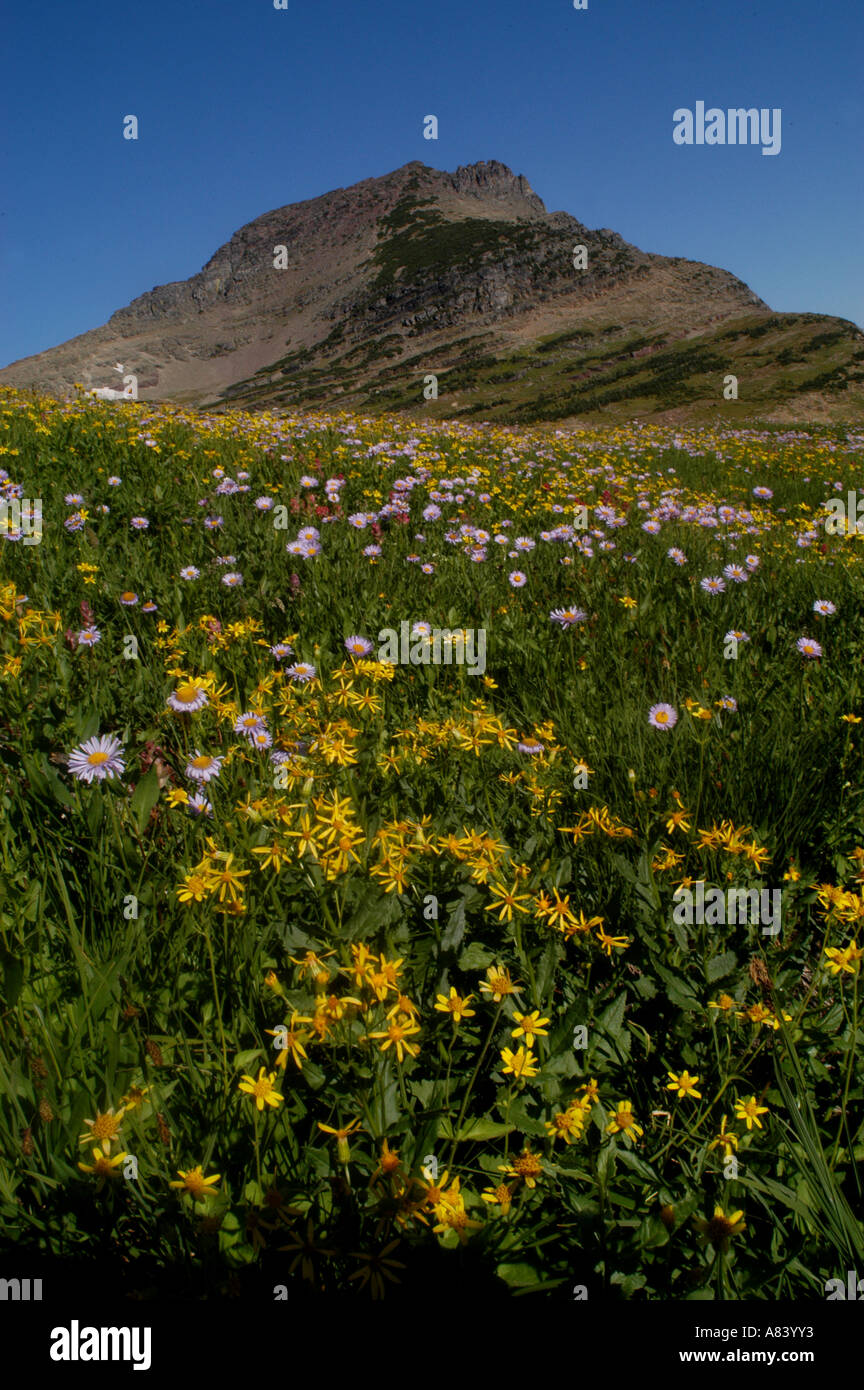 peaks wildflowers glacier national park montana Stock Photo - Alamy