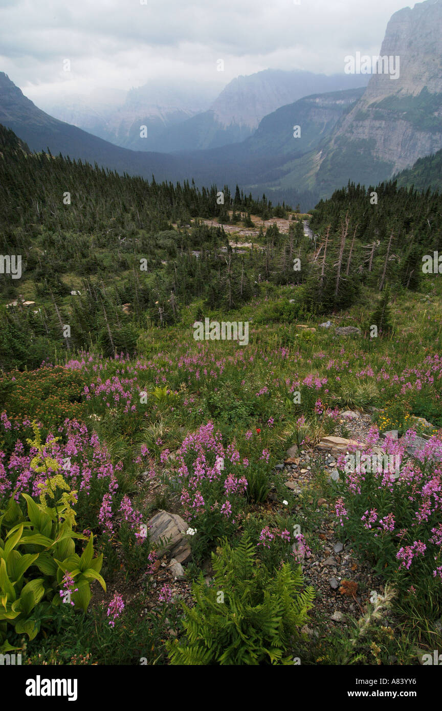 flowers peaks glacier national park montana Stock Photo - Alamy