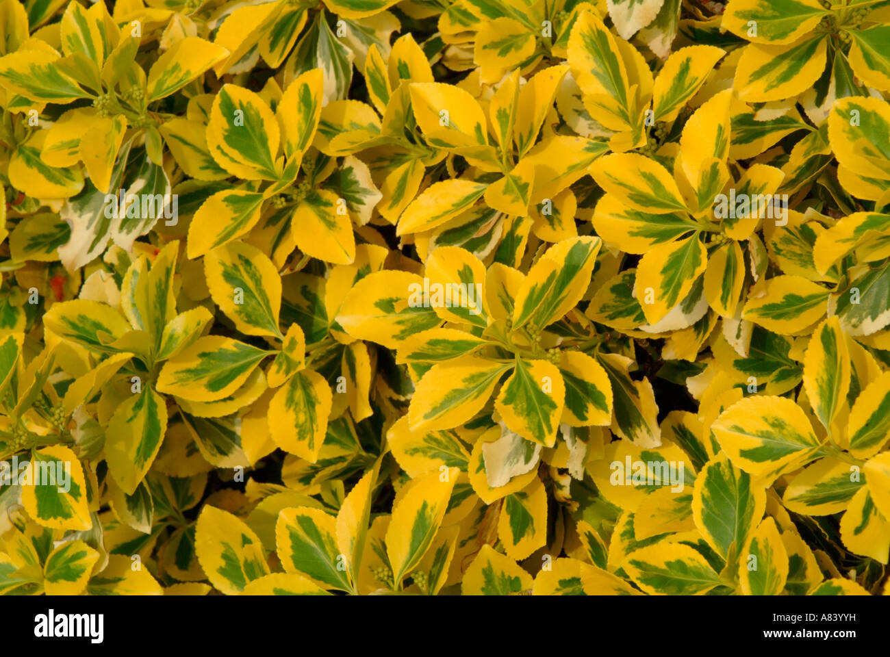 The golden yellow leaves of the shrub Elaeagnus x ebbingei 'Gilt Edge' Stock Photo